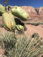 Image of Tragidion agave Swift & Ray 2008