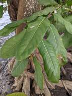 Inocarpus fagifer (Parkinson) Fosberg resmi