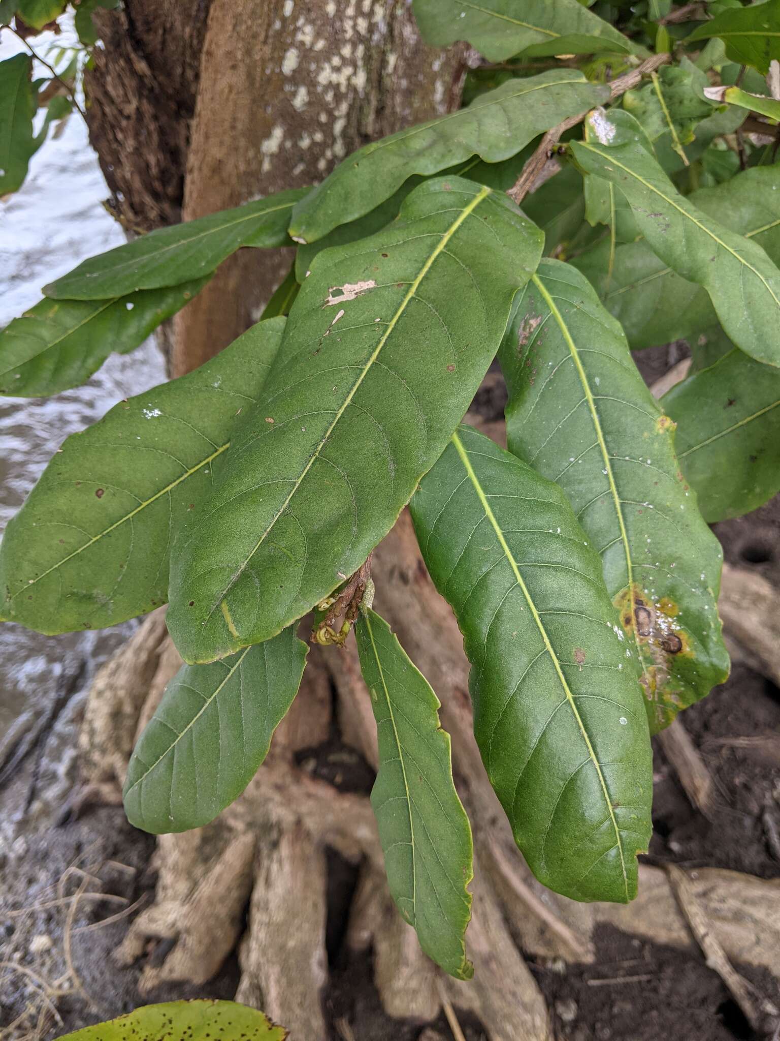 Image of Inocarpus fagifer (Parkinson) Fosberg