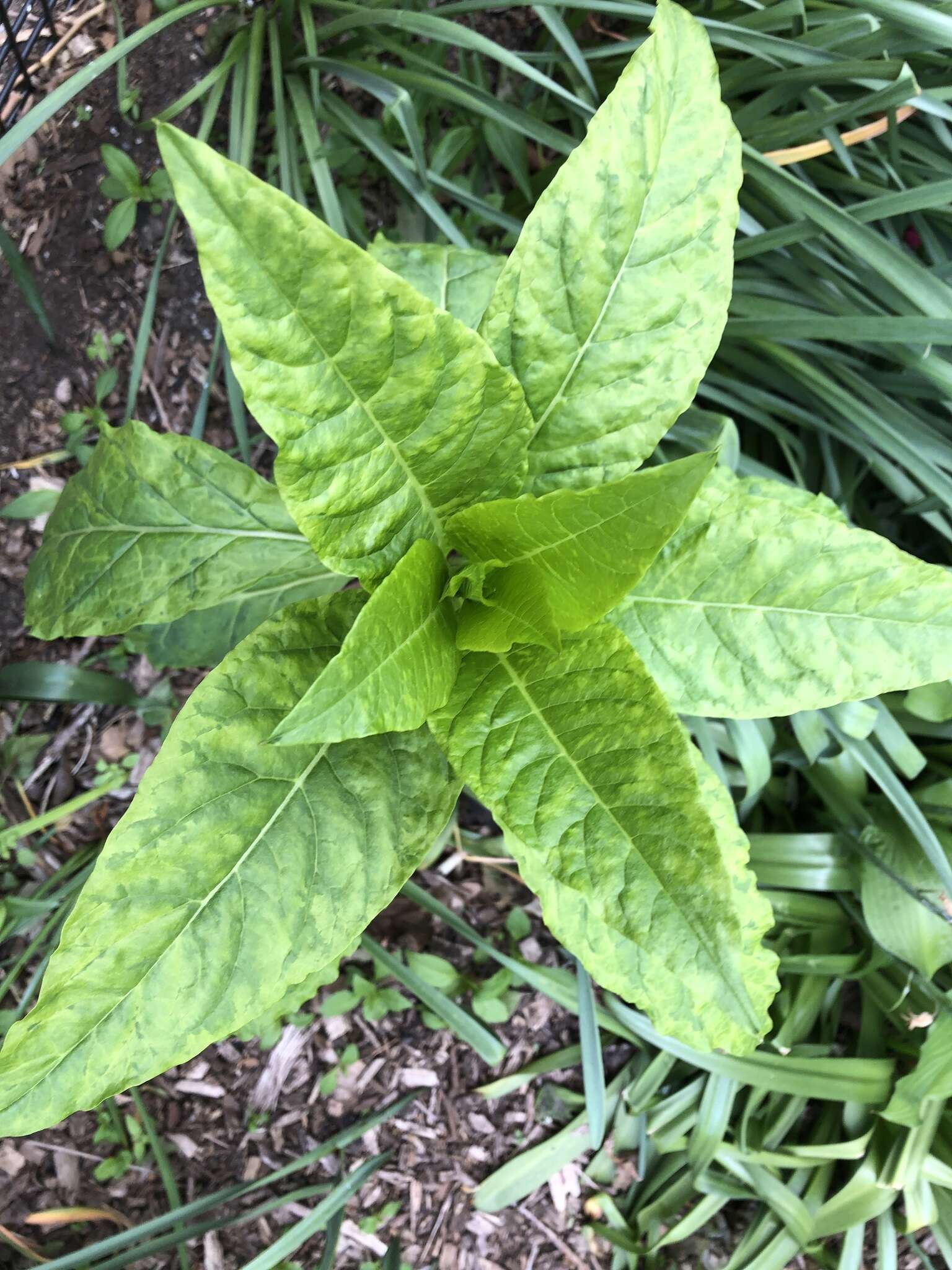 Sivun Pokeweed mosaic virus kuva