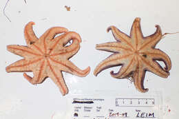 Imagem de Solaster endeca (Linnaeus 1771)