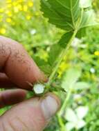 Image of Rubus conjungens (Bab.) Warren