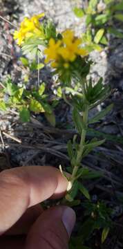 Image of Pineland Heliotrope