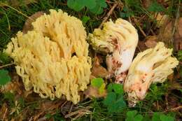 Image of Ramaria sanguinea (Pers.) Quél. 1888