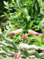 Plancia ëd Euphorbia tithymaloides L.