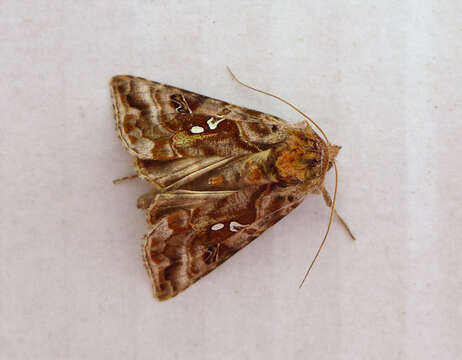 Imagem de Autographa pulchrina Haworth 1802