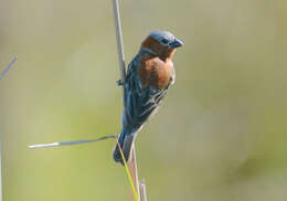 Слика од Sporophila cinnamomea (Lafresnaye 1839)