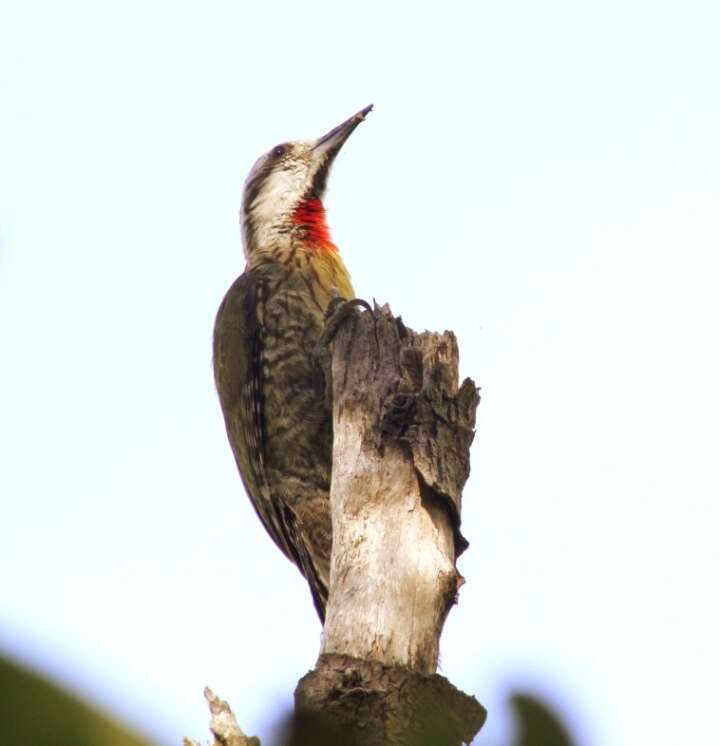 Image of Xiphidiopicus Bonaparte 1854