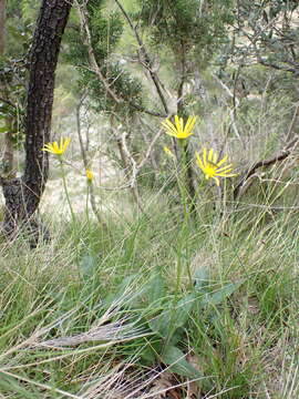 Plancia ëd Senecio provincialis (L.) Druce