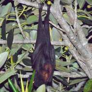 Image of Black Flying Fox