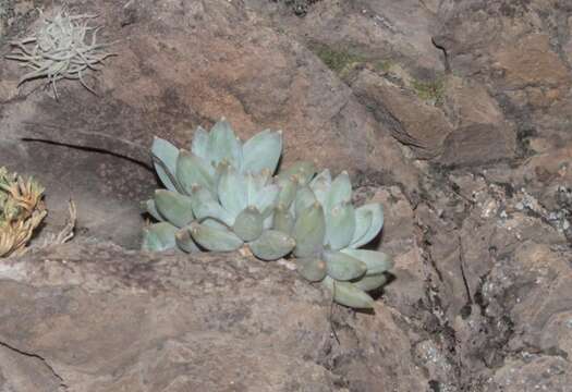 Image of Pachyphytum compactum Rose