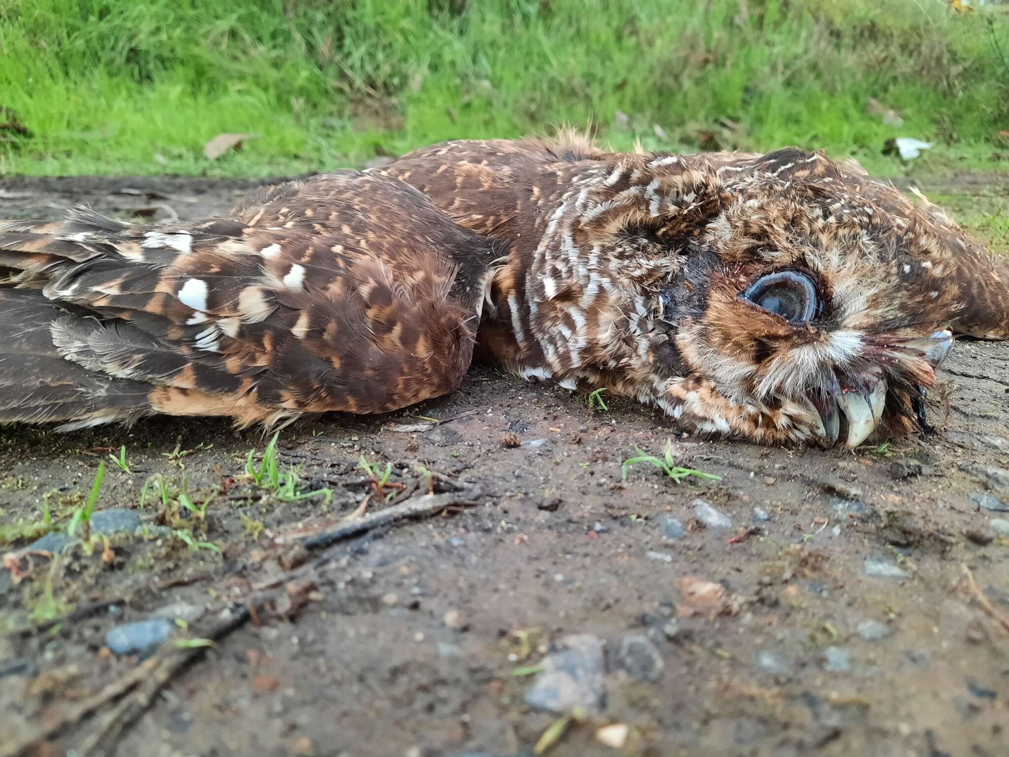 Image of Rufous-legged Owl