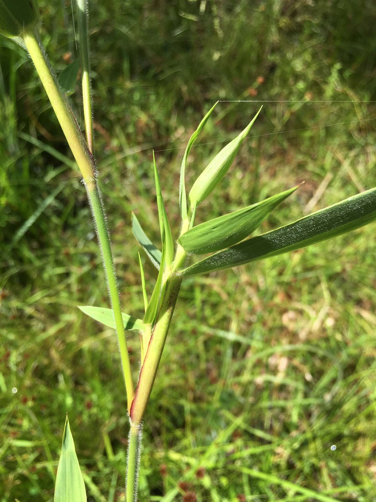 Image of Woolly Rosette Grass