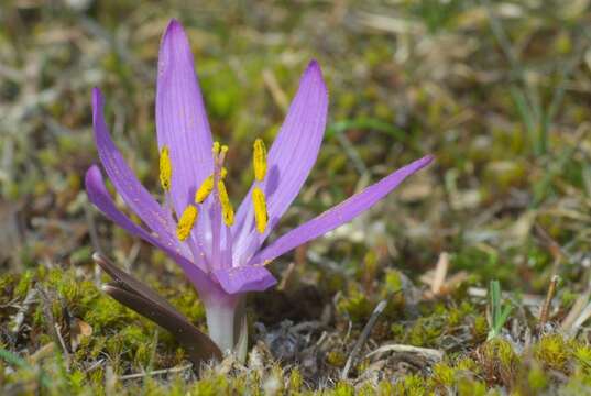 Image de Colchicum bulbocodium subsp. bulbocodium