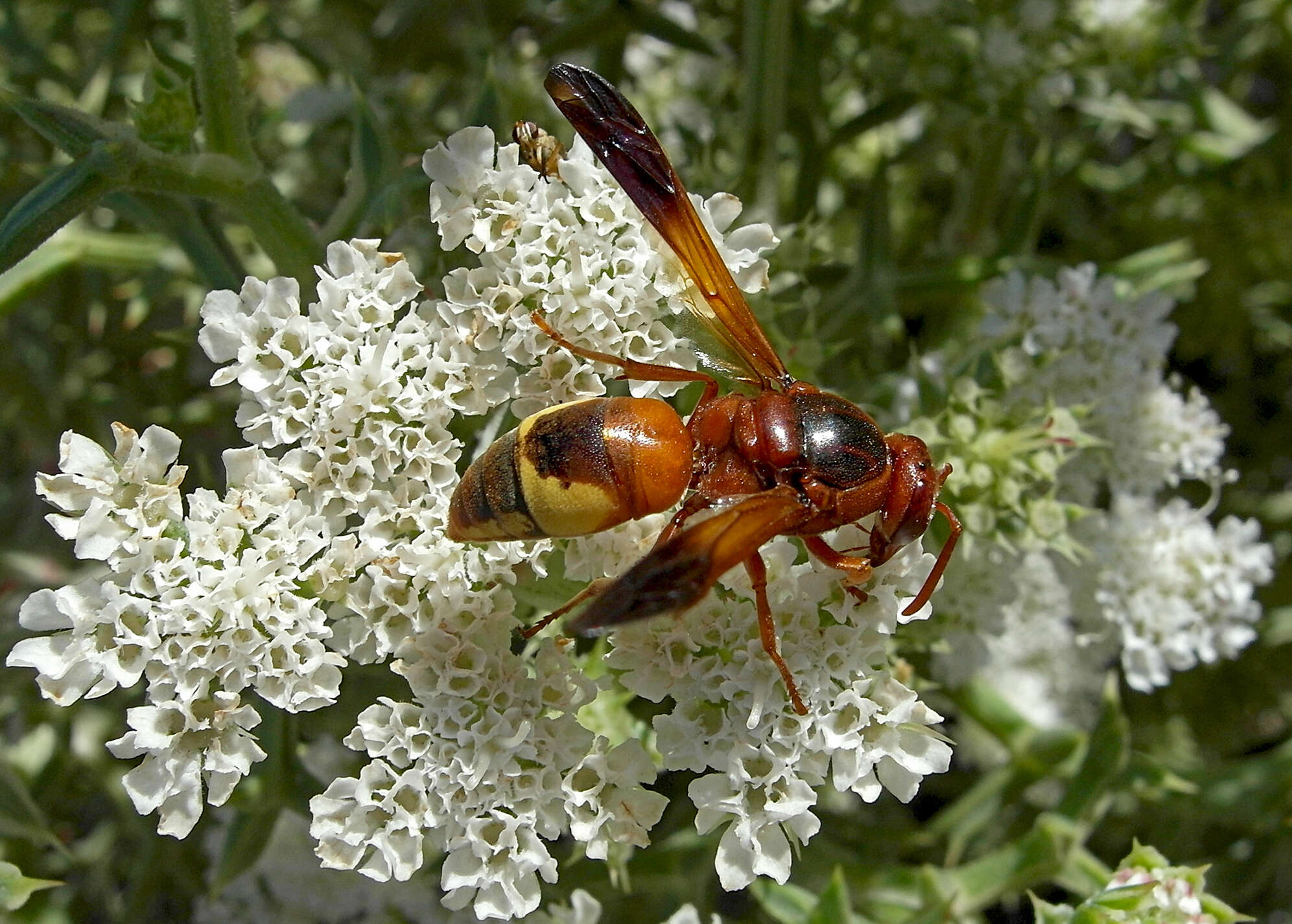 Image of Rhynchium oculatum oculatum