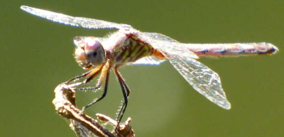 Image of Micrathyria schumanni Calvert 1906