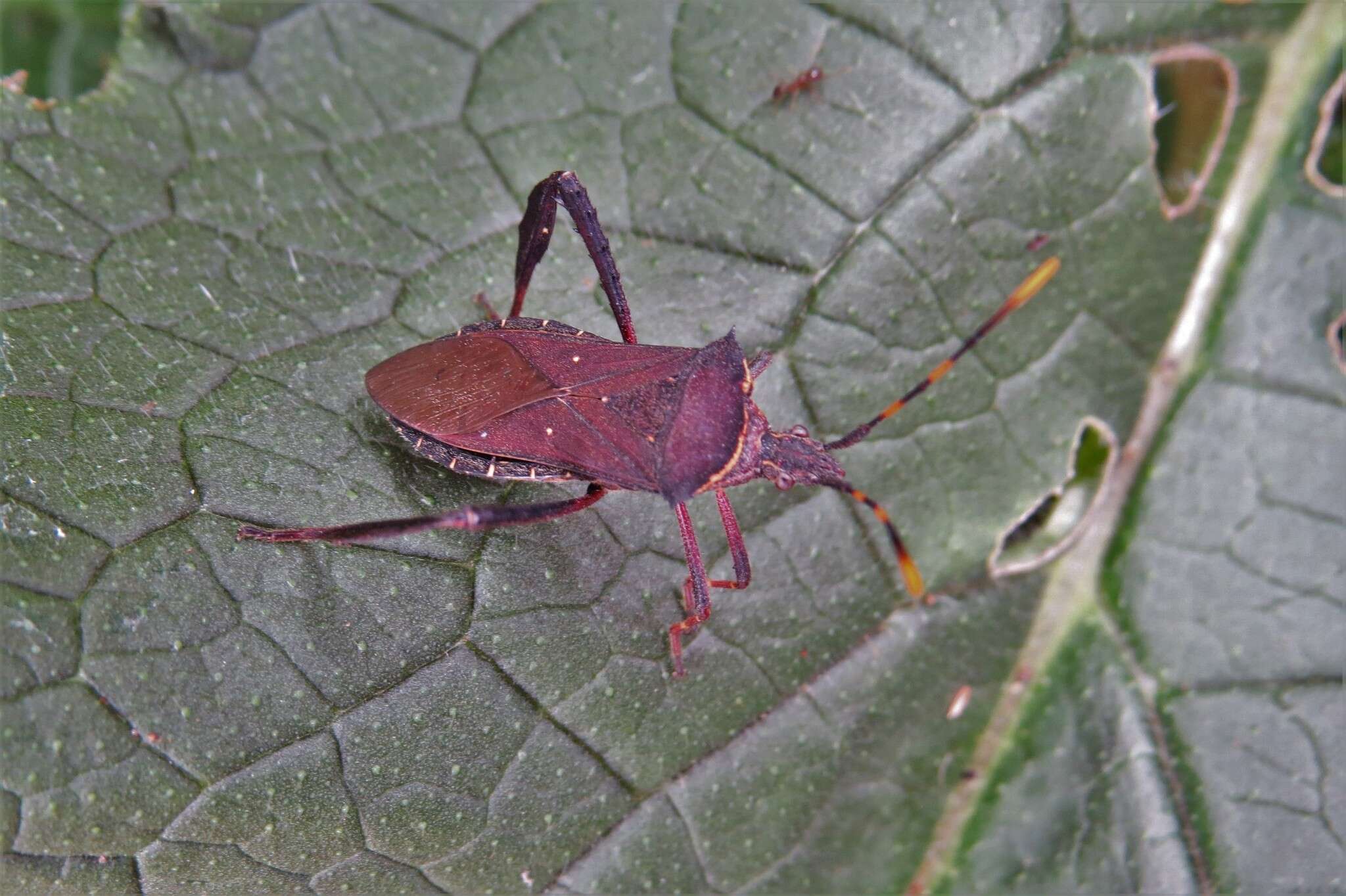 Image of Passionvine Bug