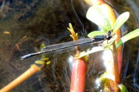 Image of Purple Bluet