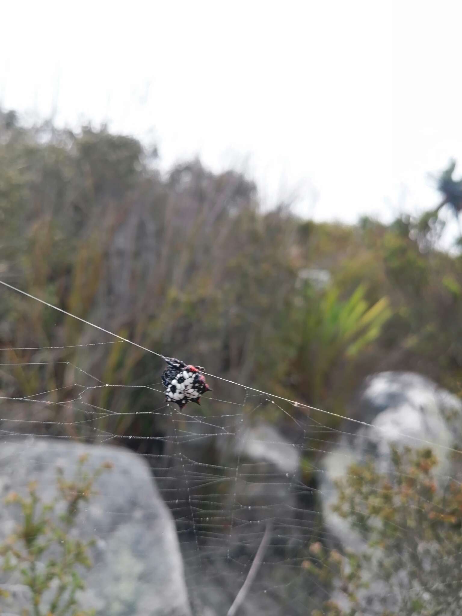 Image de Isoxya cicatricosa (C. L. Koch 1844)