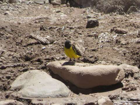 Image of Yellow-rumped Siskin