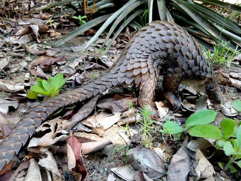 Image of tree pangolin