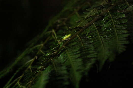 Image of Koshun Grass Lizard