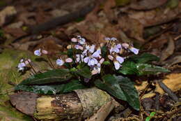 Image of Viola violacea Makino