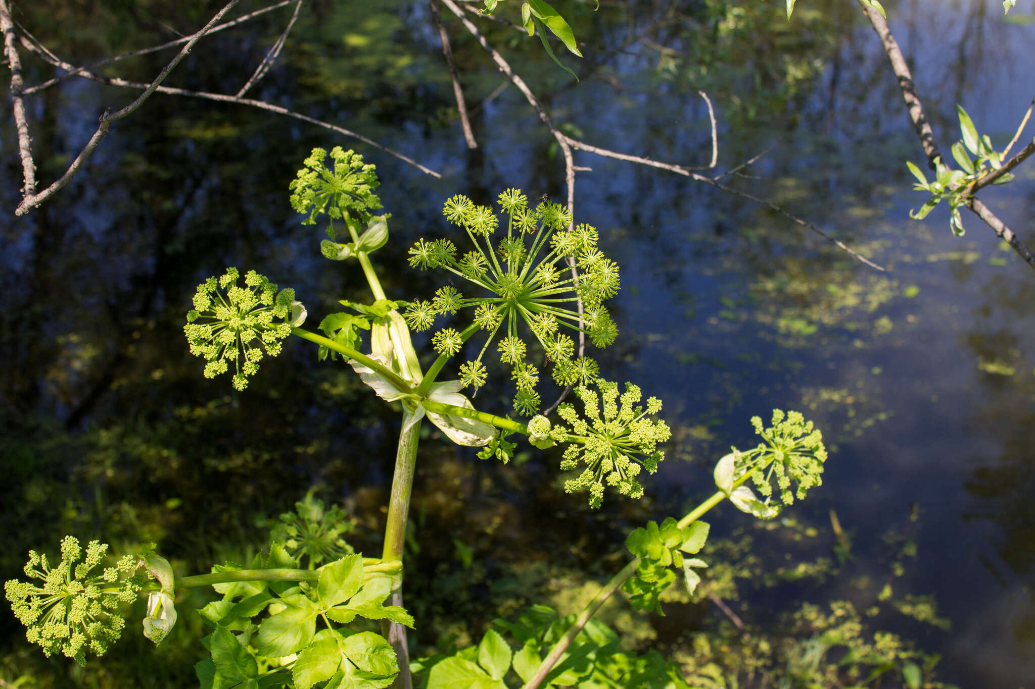 Angelica decurrens (Ledeb.) B. Fedtsch. resmi