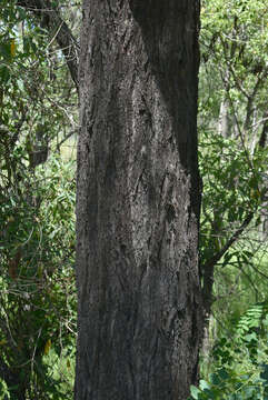 Image of Eucalyptus granitica L. A. S. Johnson & K. D. Hill