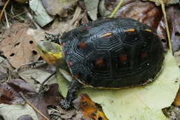 Image of Cuora flavomarginata evelynae Ernst & Lovich 1990