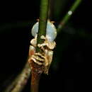 Image of Reticulate Bright-eyed Frog