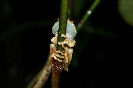 Image of Reticulate Bright-eyed Frog