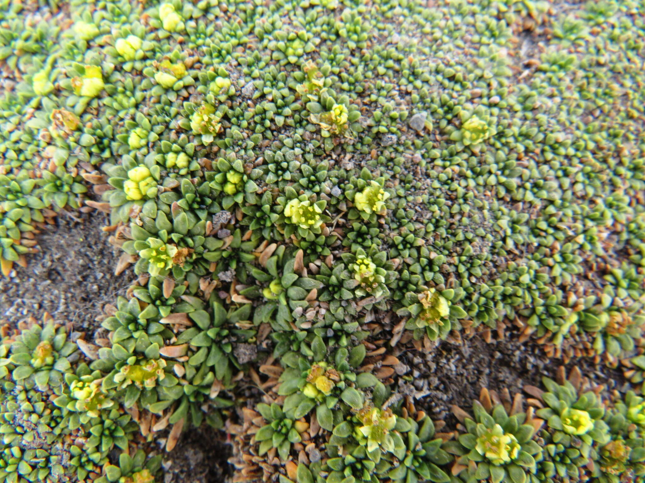 Image of Azorella diapensioides A. Gray