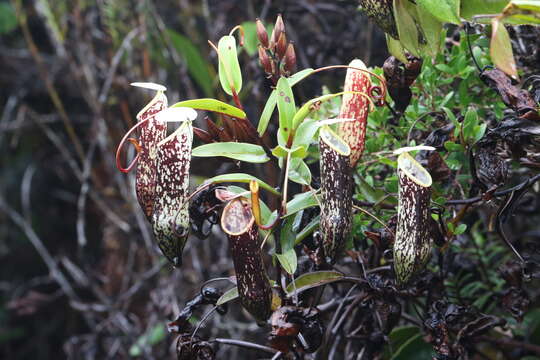 Imagem de Nepenthes muluensis M. Hotta