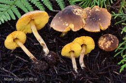 Image of Cystolepiota luteophylla (Sundb.) Knudsen 1978