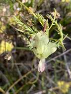 Image of Yellow Leschenaultia