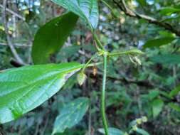 Image of Mendoncia bivalvis (L. fil.) Merrill