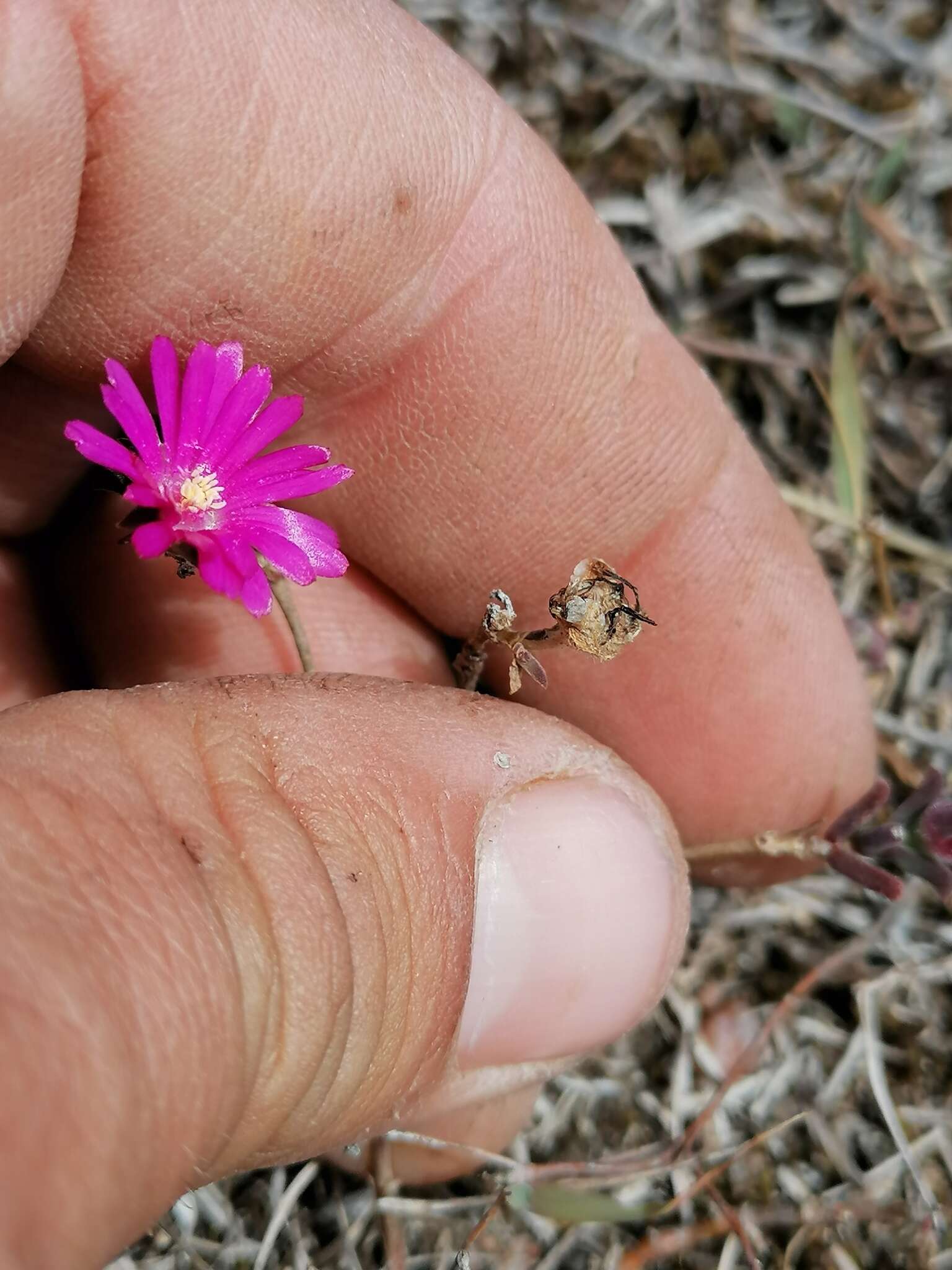 Image of Delosperma neethlingiae (L. Bol.) Schwant.