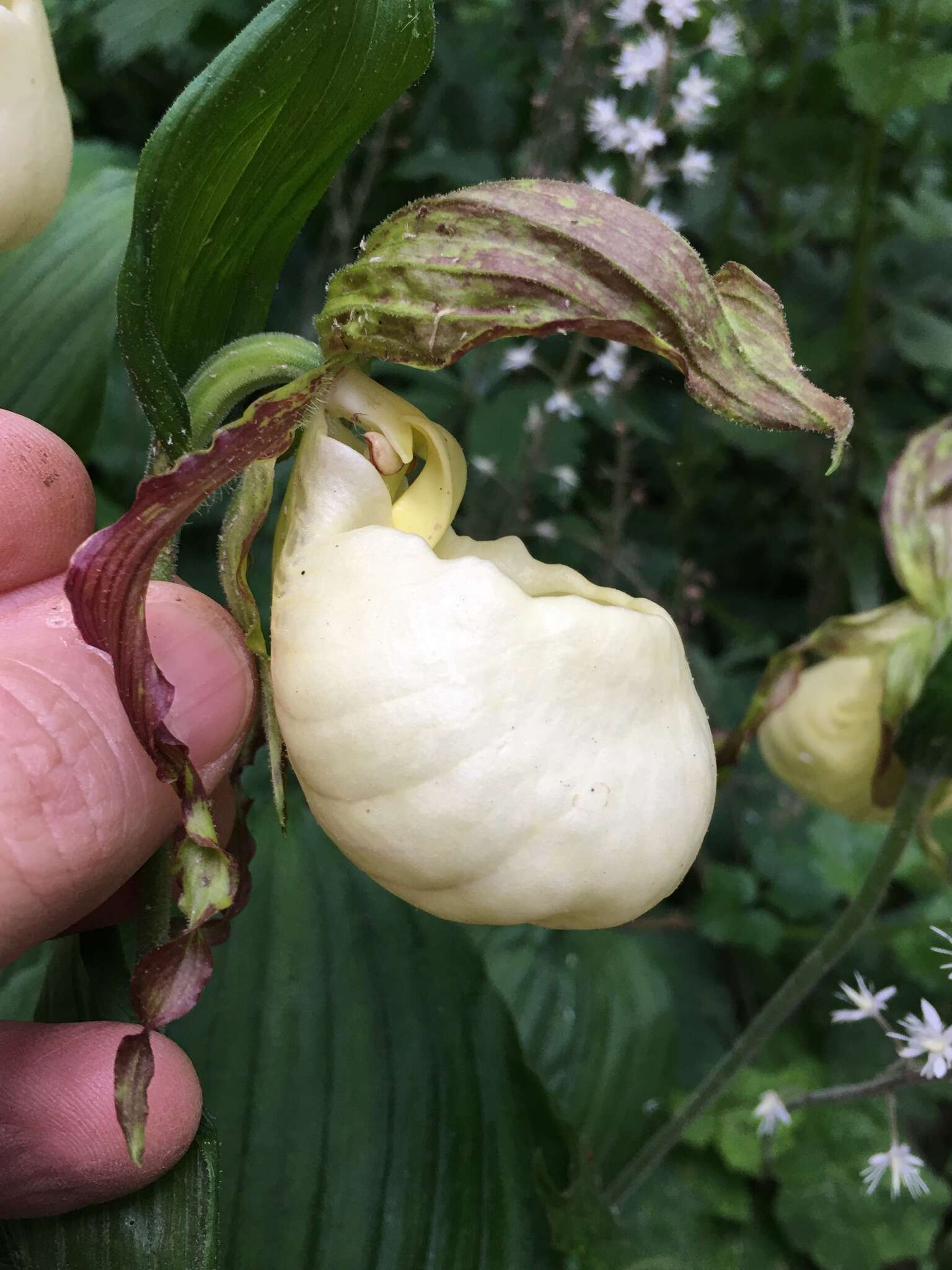 Image of Kentucky lady's slipper