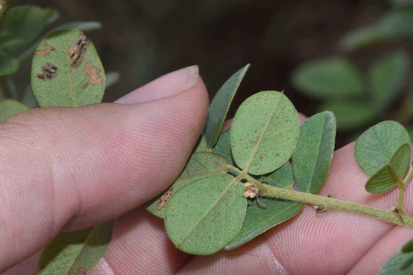 Image de Lespedeza hirta subsp. hirta