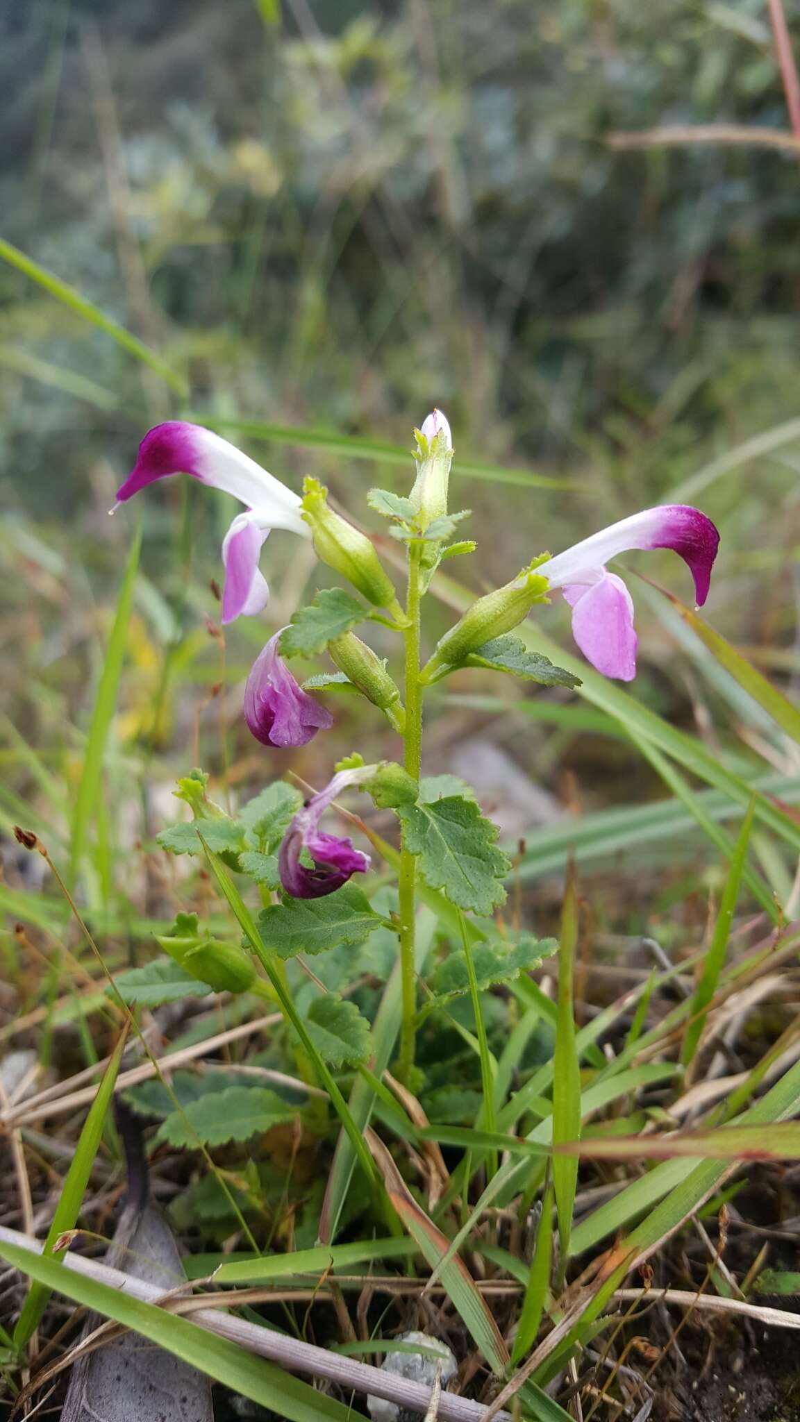 Imagem de Pedicularis bifida (Buch.-Ham.) Pennell