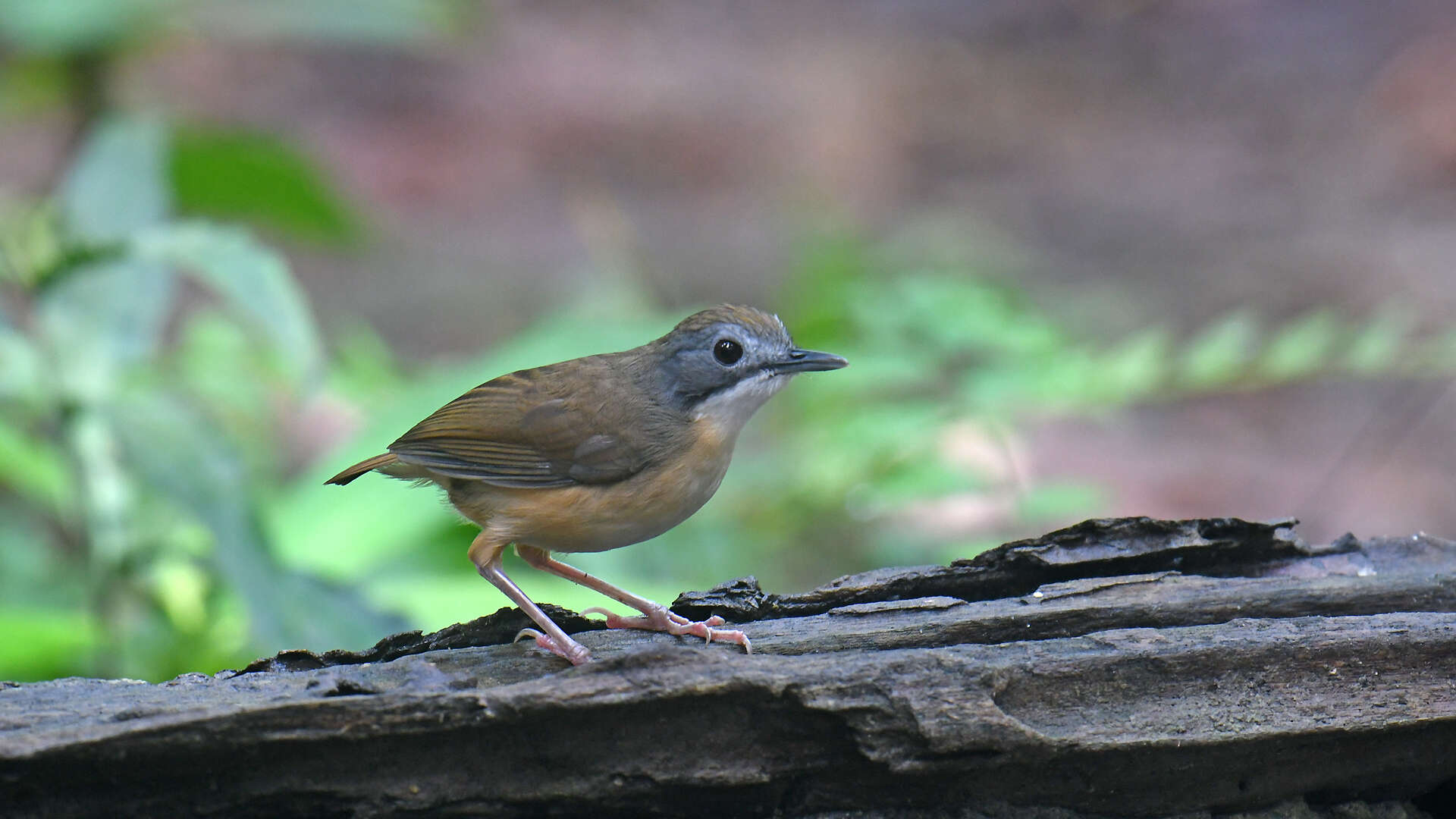 Image of Short-tailed Babbler