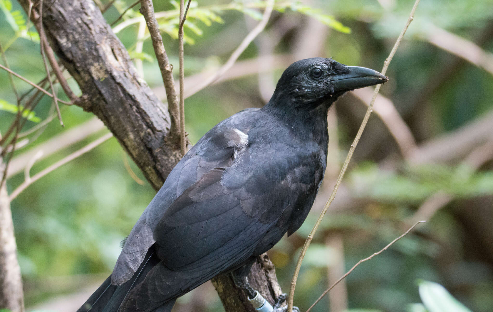 Image of Guam Crow