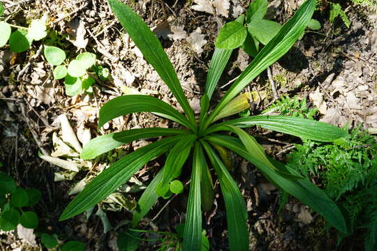 Слика од Digitalis nervosa Steud. & Hochst. ex Benth.