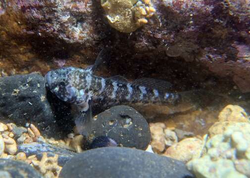 Nematogobius brachynemus Pfaff 1933 resmi