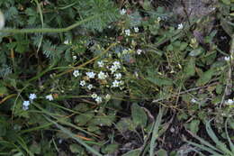 Minuartia hirsuta subsp. oreina Mattf.的圖片