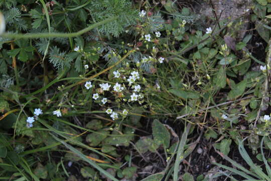 Image of Minuartia hirsuta (M. Bieb.) Hand.-Mazz.