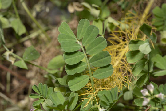 Image of Cretan crownvetch