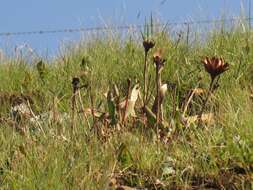 Image of Nyanga protea