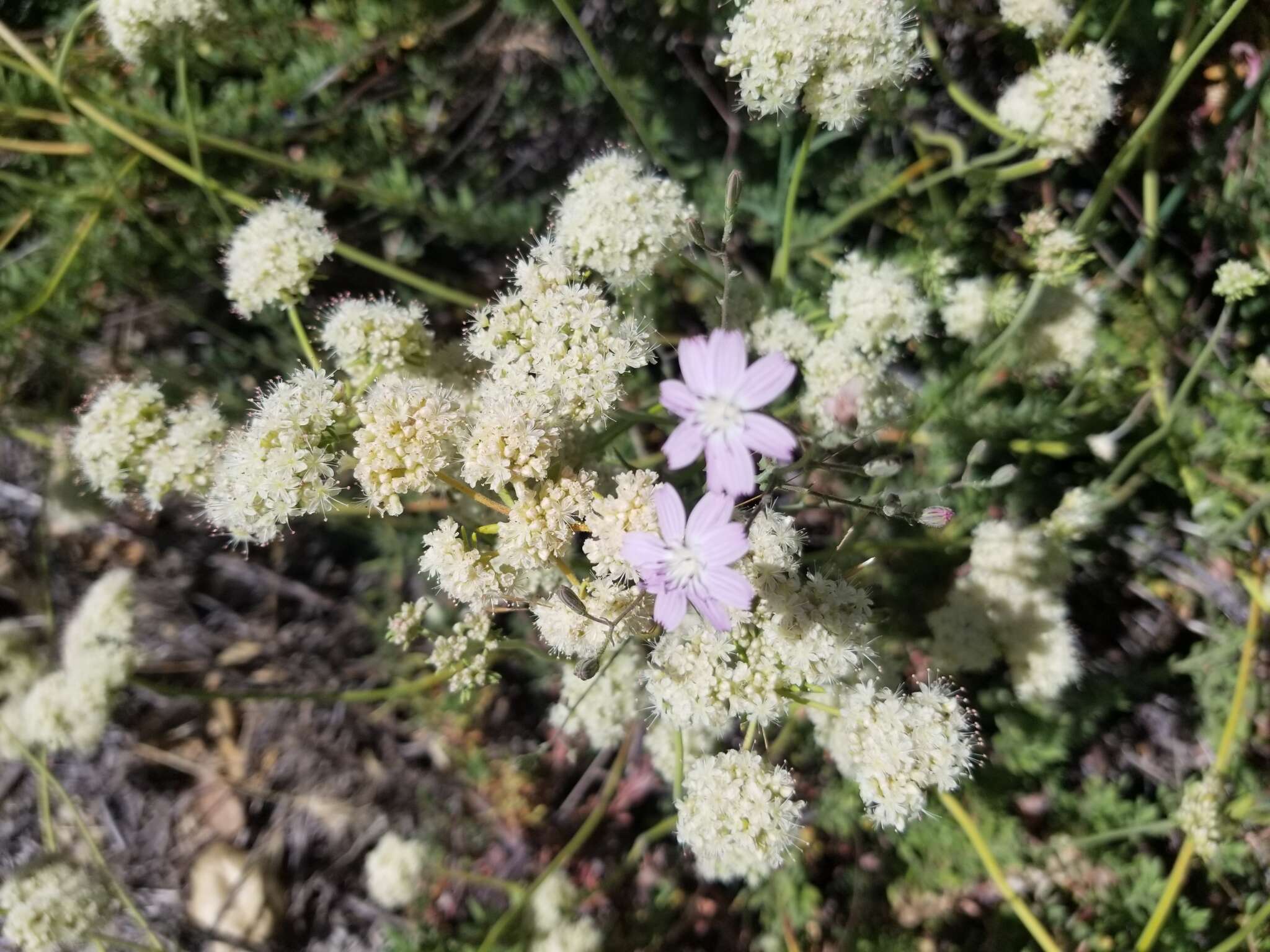 Sivun Stephanomeria exigua Nutt. kuva